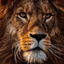 Lion Lion comment